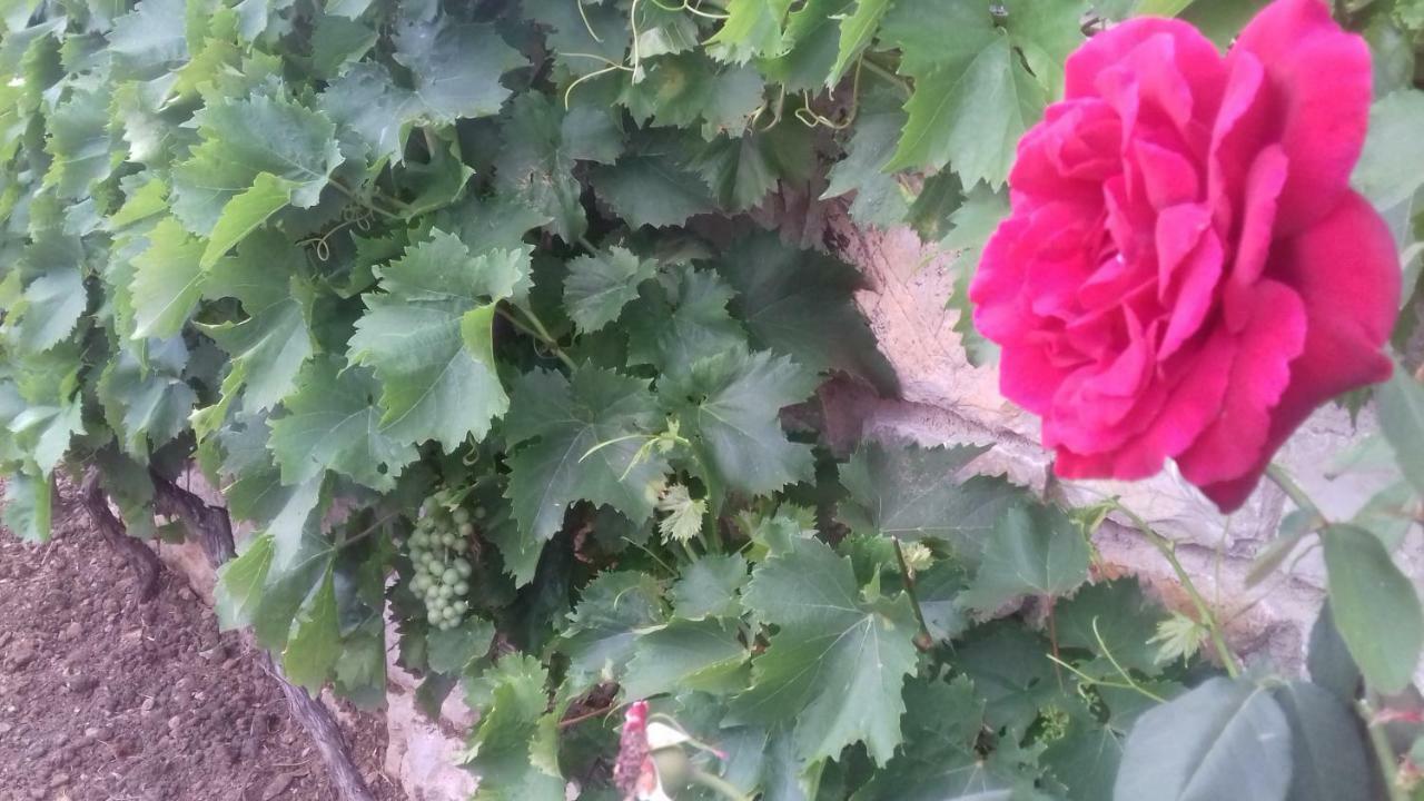 Holiday Home Nora**** Loznati Cres מראה חיצוני תמונה